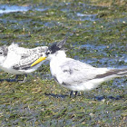 Crested tern and chick