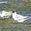 Crested tern and chick