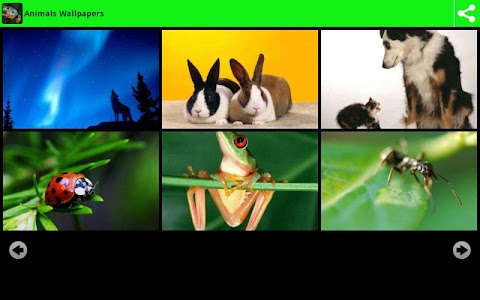 Great Animals Wallpapers screenshot 2
