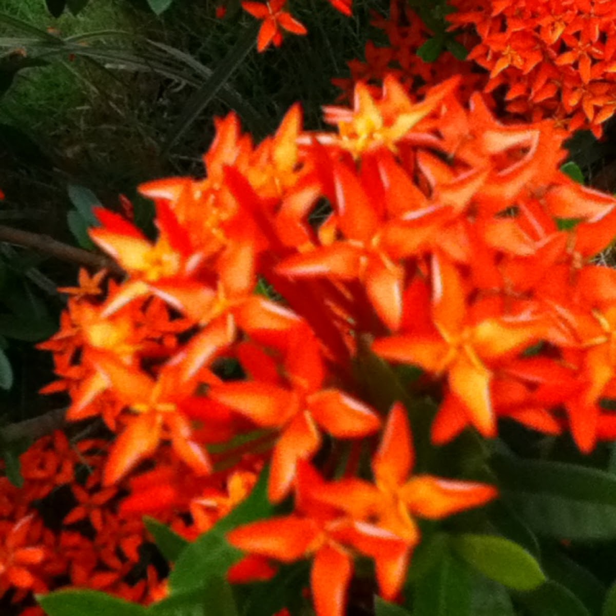 Ixora