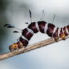 Dice Moth Caterpillar