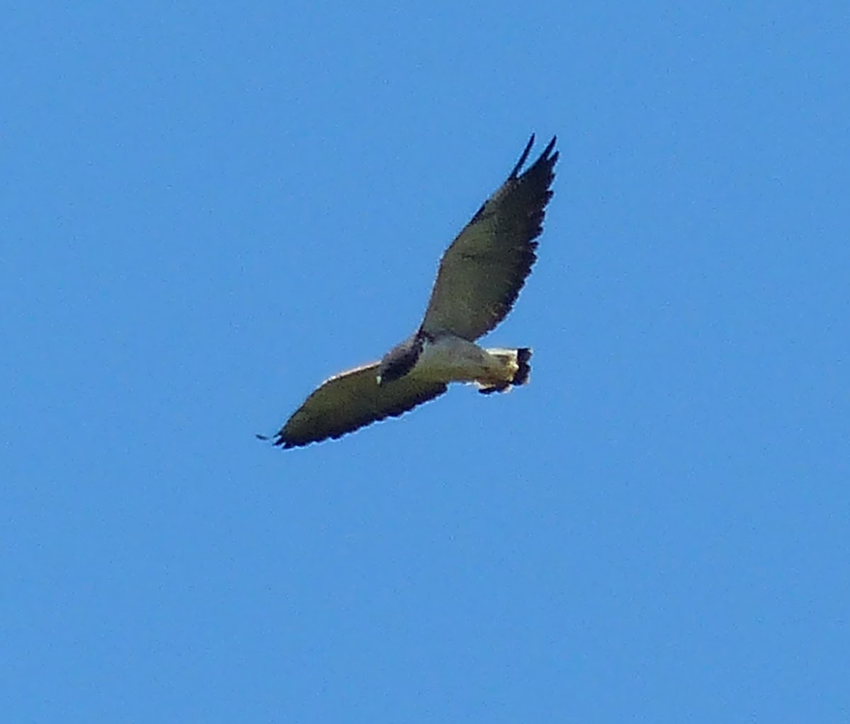 White-tailed Hawk / Gavião-de-rabo-branco