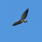 White-tailed Hawk / Gavião-de-rabo-branco