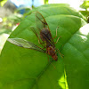 Weaver Ant / Green Ant Queen