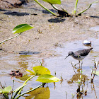 Solitary Sandpiper