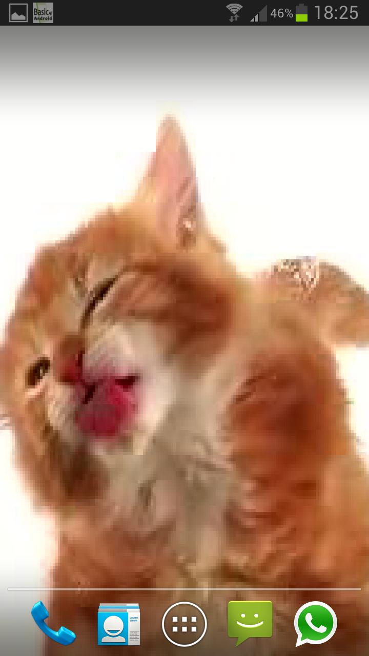 CAT LICKS LIVE WALLPAPER PRO Screen 3