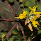 Greater Bird's-foot Trefoil