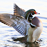 Saturday at Zephyr Park 3 by Terry Saxby -  