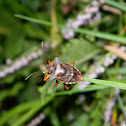 Forest Shieldbug