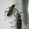 Longhorned Beetles