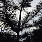 Araucaria "pine"