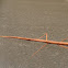 Indian Walking Stick