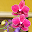 Orchids Download on Windows
