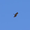 Short-toed snake eagle (Φιδαετός)