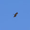Short-toed snake eagle (Φιδαετός)