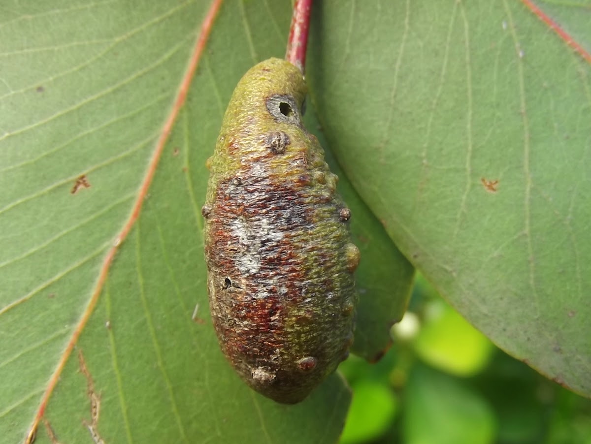Gall-inducing Scale Insect