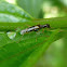 Checkered Beetle