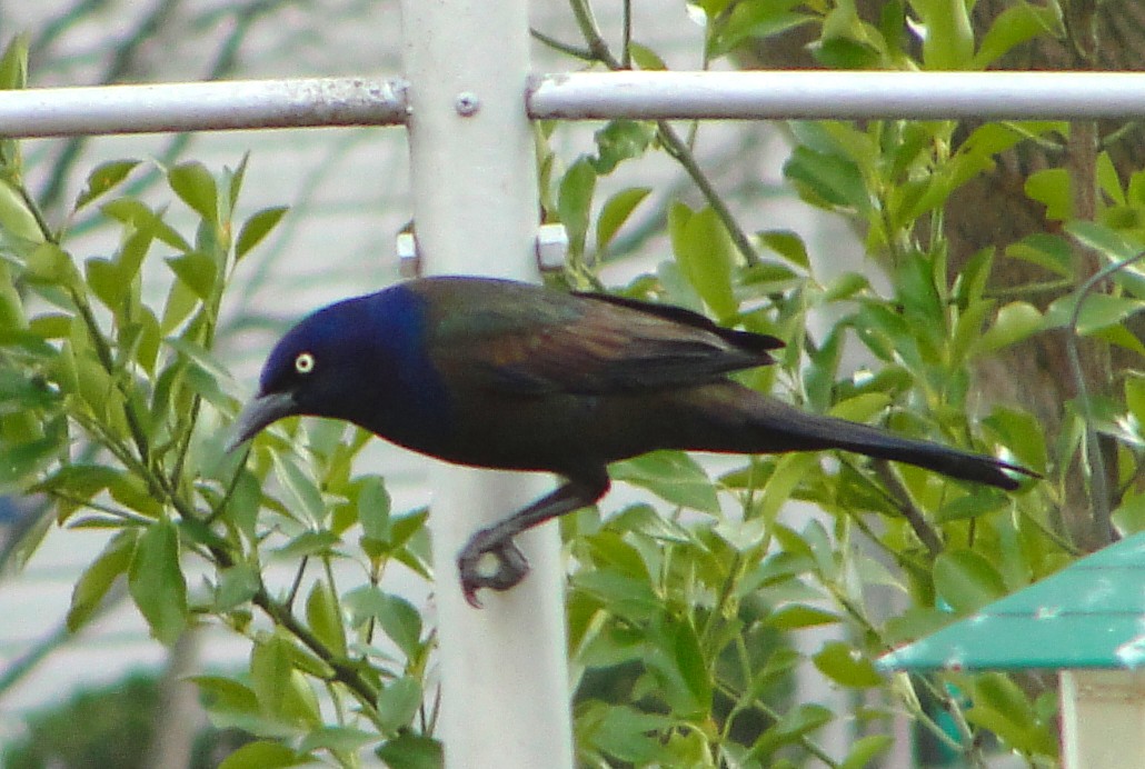 Common Grackle