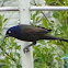 Common Grackle