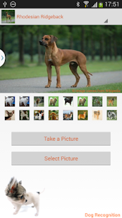 Microsoft's New App “Fetch!” Tells You What Kind Of Dog ...