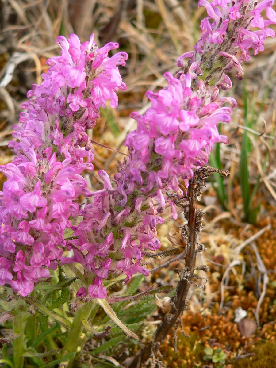 Wooly Lousewort