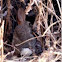 The Desert Cottontail 