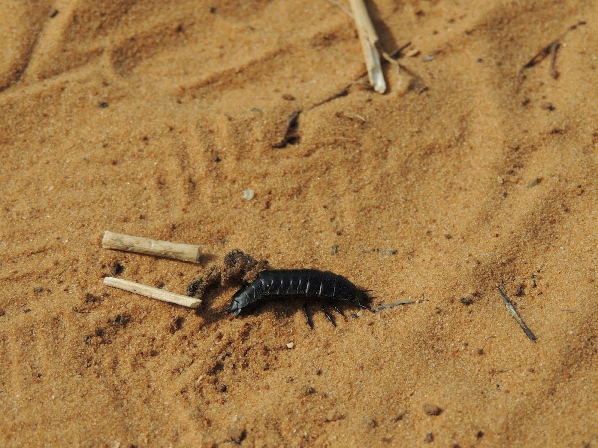 Ground beetle larva