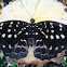 Archduke Butterfly (Female)