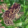 Asian Common Toad