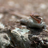 Rose-belly Lizard