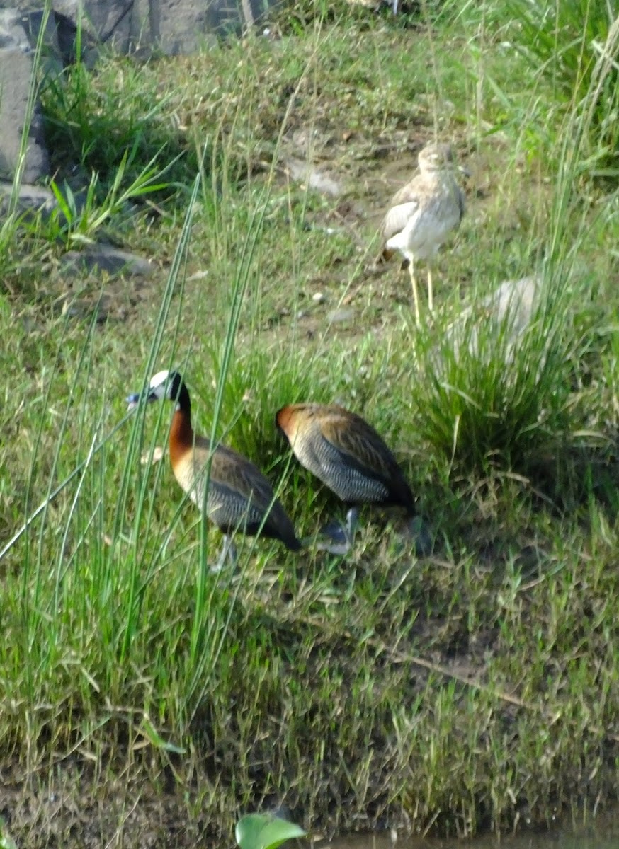 whiite facedwhistling duck