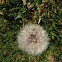 Common Dandelion Puff