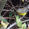 Tennessee & Magnolia warblers