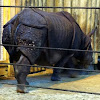 Greater one-horned Rhinoceros aka. Indian Rhinoceros
