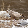 Herring Gull