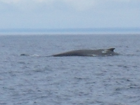 unknown whale