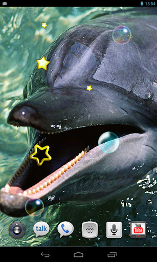 Dolphin Joke HD live wallpaper