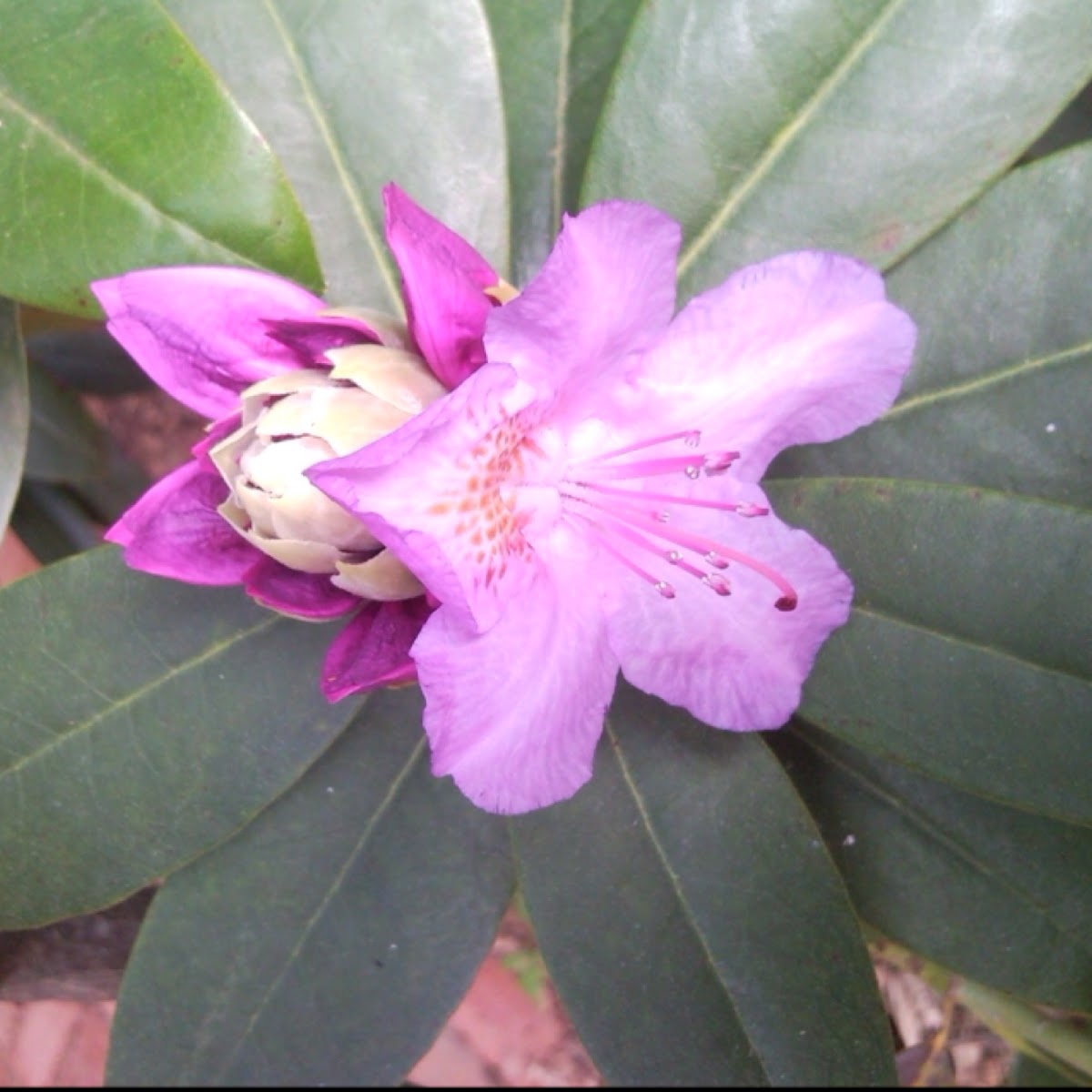 Rhododendron