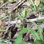 Common Milkweed (sprout)