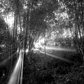ROL by Xxxx Xxx - Black & White Landscapes