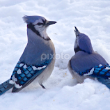 Blue Jays by Dale Kemp -  