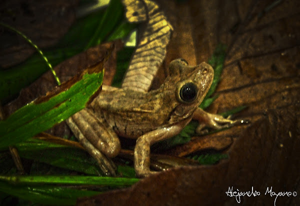 Rana arborícora | Project Noah