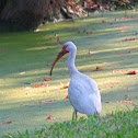 American White Ibis