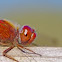 Autumn meadowhawk