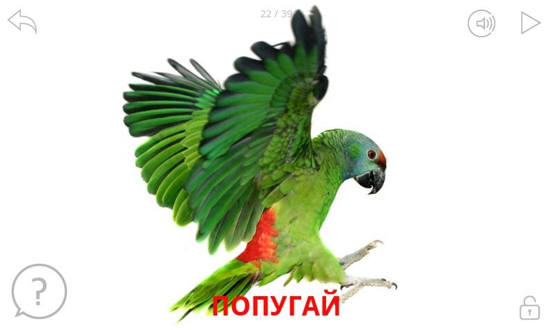 Птицы и их звуки. Обучалка Screen 2