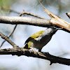 Warbler - Grey-capped Warbler