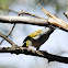 Warbler - Grey-capped Warbler