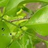 Geometridae moth caterpillar