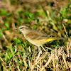 Palm Warbler