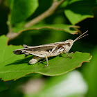 Unknown Grasshopper